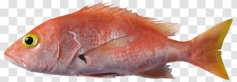 Northern Red Snapper Fish Products Marine Biology Fauna - Nombre Cientxedfico Transparent PNG