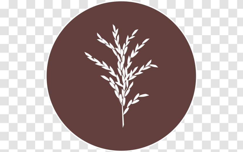 Rice Leaf Circle Savannah Font - Seed Transparent PNG