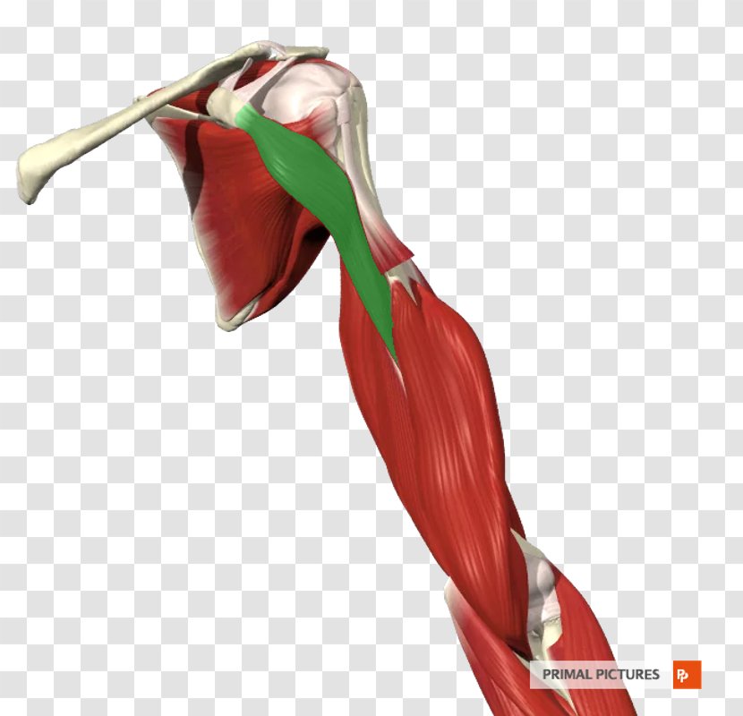 Shoulder Plant Transparent PNG