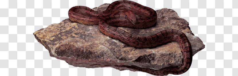 Snake - Medicinal Mushroom - Tiff Transparent PNG