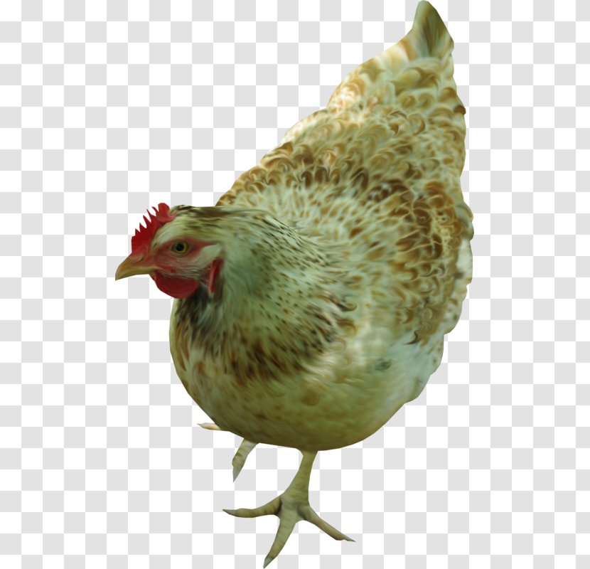 Rooster Plymouth Rock Chicken Clip Art - Hen Transparent PNG