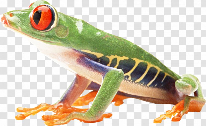 Red-eyed Tree Frog European Australian Green - Reptile Transparent PNG