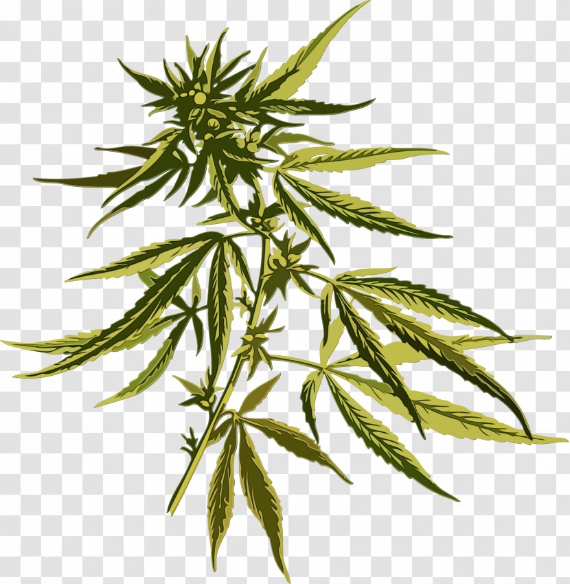 Cannabis Leaf Background - Plant Stem Herbaceous Transparent PNG