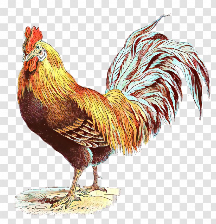 Chicken Bird Rooster Comb Fowl - Beak - Livestock Poultry Transparent PNG