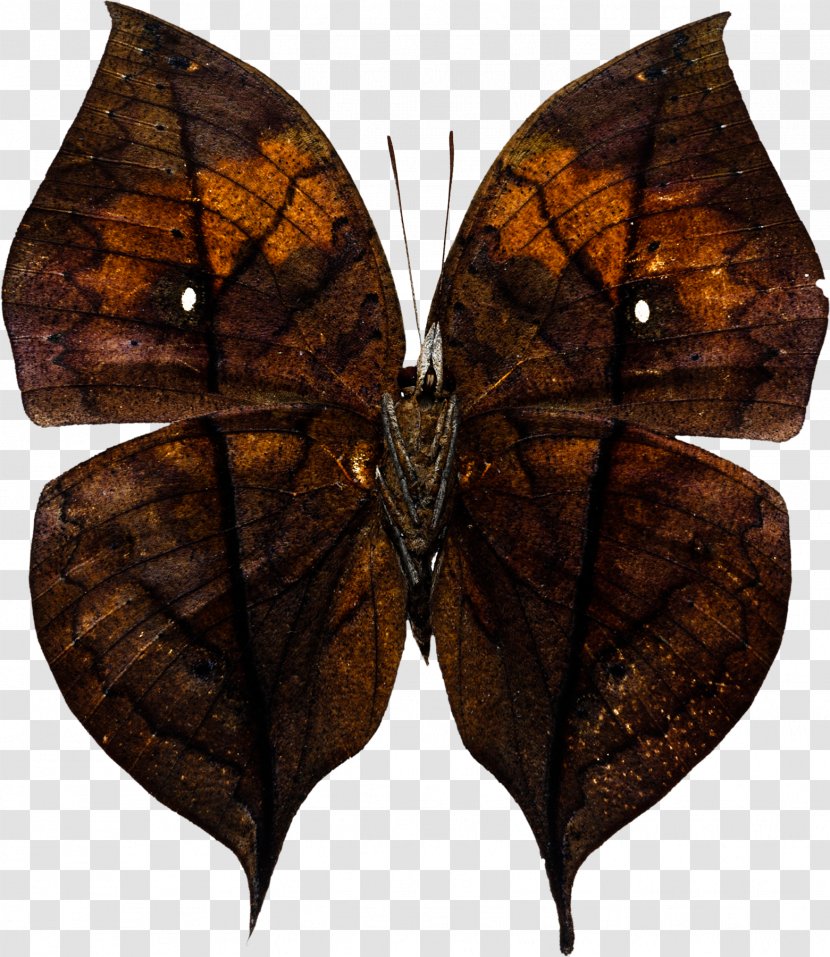 Brush-footed Butterflies Butterfly Moth Stock Photography Transparent PNG