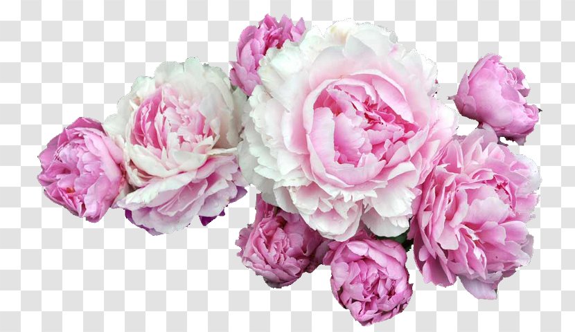 Peony Clip Art Pink Flowers Desktop Wallpaper - Family Transparent PNG