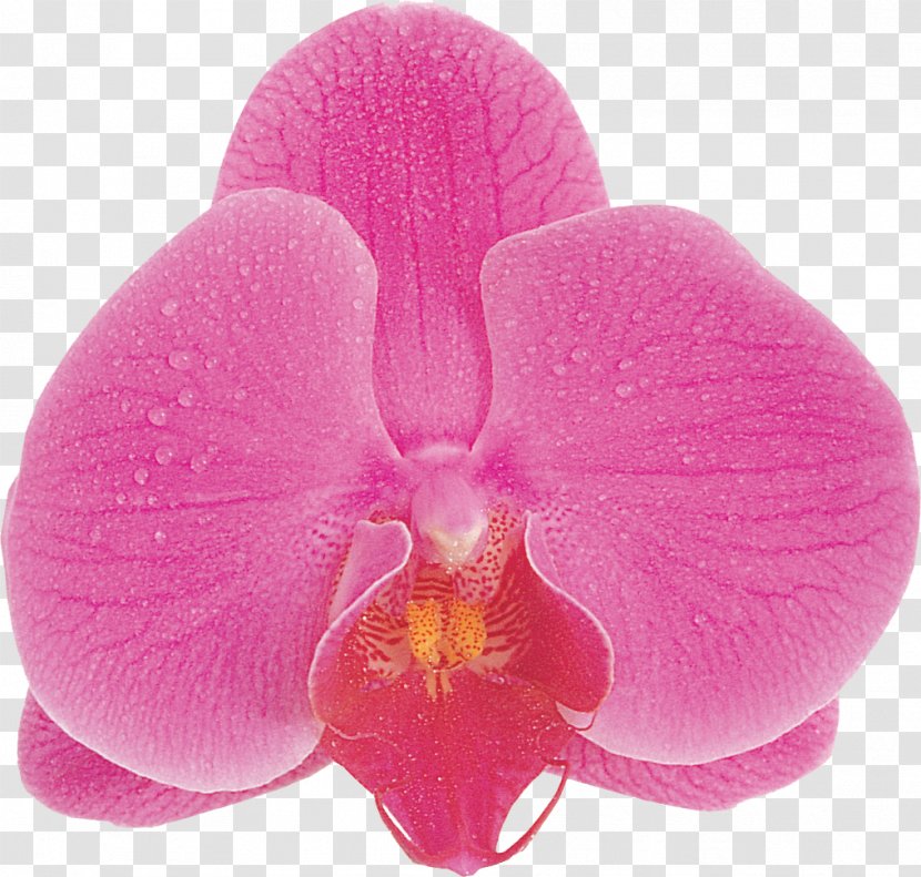 Photography Dietary Supplement Flower Blue Phalaenopsis Aphrodite - Silhouette - Violet Transparent PNG