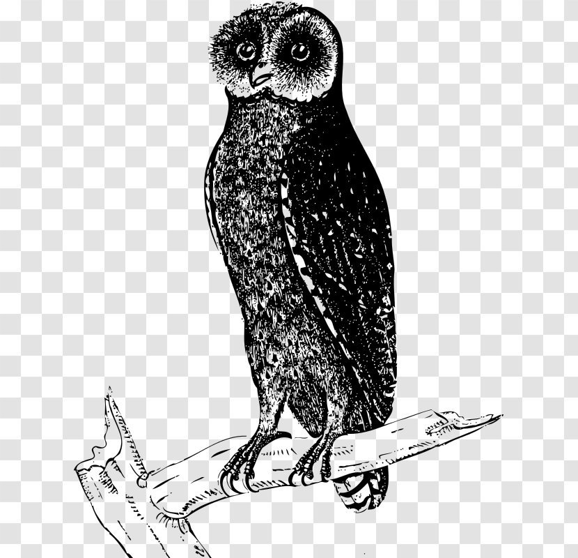 Great Grey Owl Bird Beak Clip Art Transparent PNG