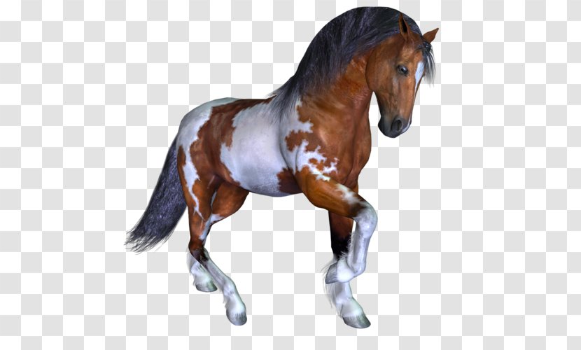 Mustang Stallion Pony Mare Wild Horse Transparent PNG