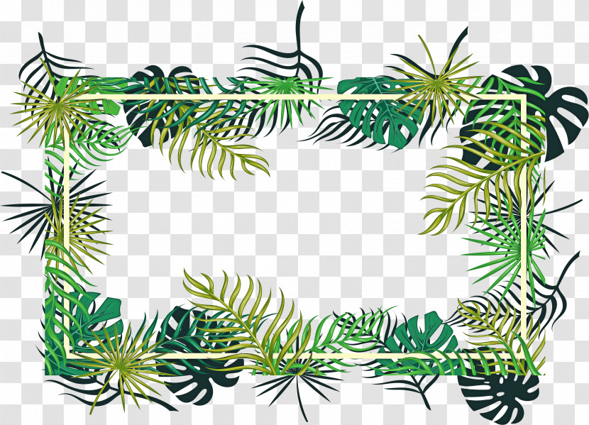Fir Leaf Branch Lodgepole Pine Tree Transparent PNG