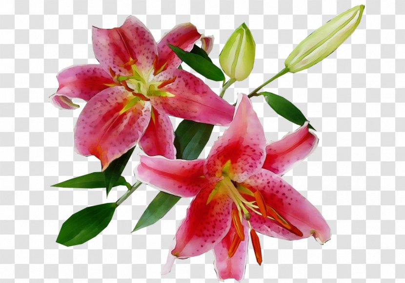 Flower Flowering Plant Lily Petal - Pink - Bouquet Family Transparent PNG