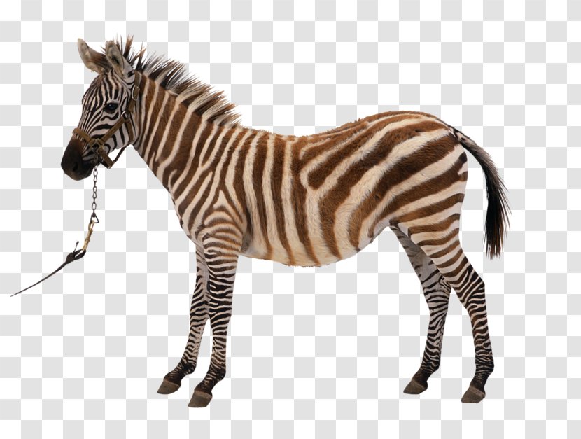 Horse Zebra Photography Clip Art - Like Mammal Transparent PNG