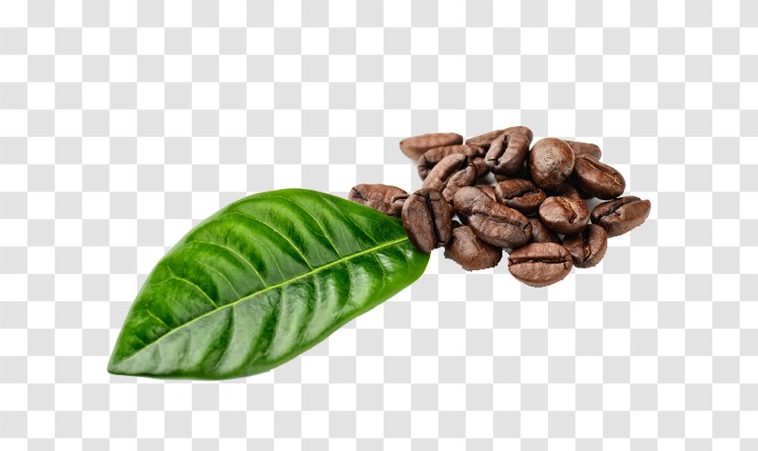 Instant Coffee Espresso Ipoh White Bean - Beans Transparent PNG