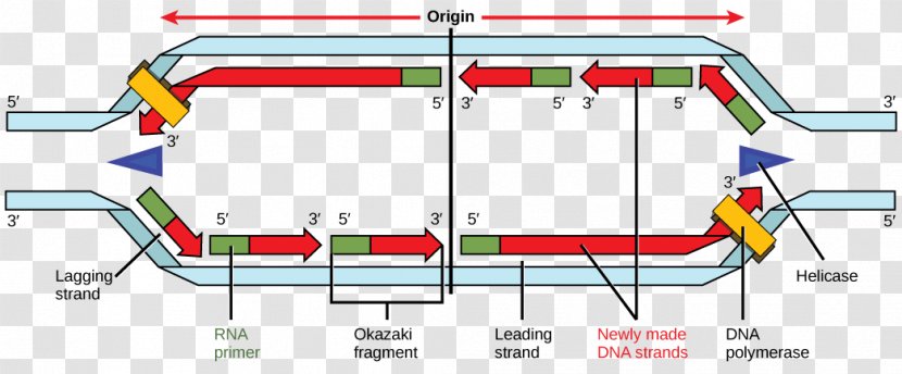 DNA Replication Polymerase Primase Okazaki Fragments - Primer Transparent PNG
