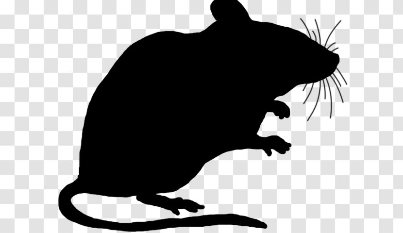 Rat Muridae Pest Tasmanian Devil Snout - Tail Mouse Transparent PNG