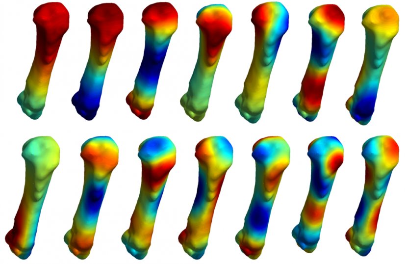 Human Musculoskeletal System Carpal Bones Disorder Research - Pictures Transparent PNG