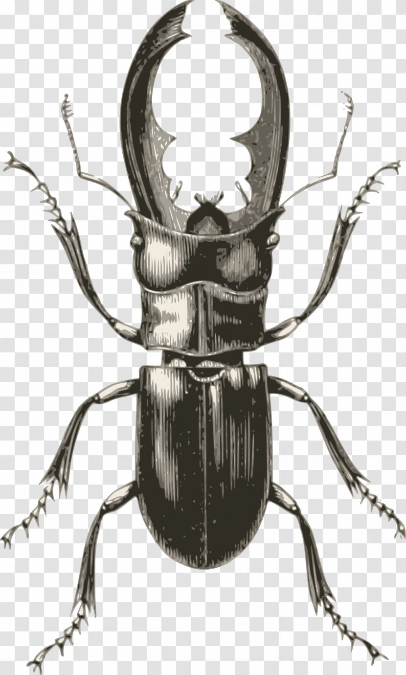 Stag Beetle Rhinoceros Beetles Japanese Weevil - Lucanus Transparent PNG