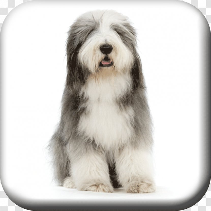 Bearded Collie Rough Old English Sheepdog Border German Shepherd - Dog Breed - Groom Transparent PNG