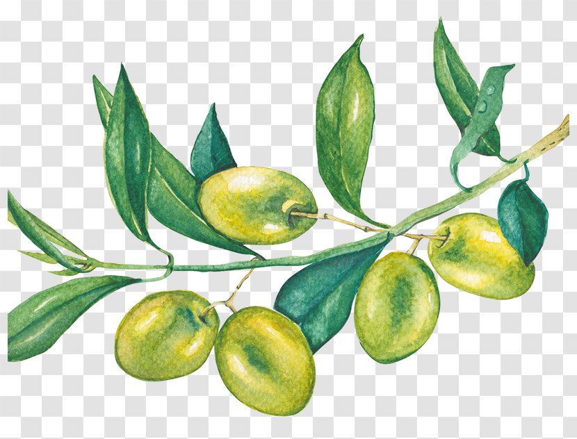 Olive Tree - Face - Food Branch Transparent PNG