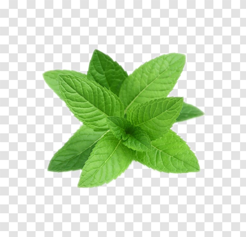 Peppermint Tea Perennial Plant Essential Oil Seed - Bay Leaf - Pepermint Transparent PNG