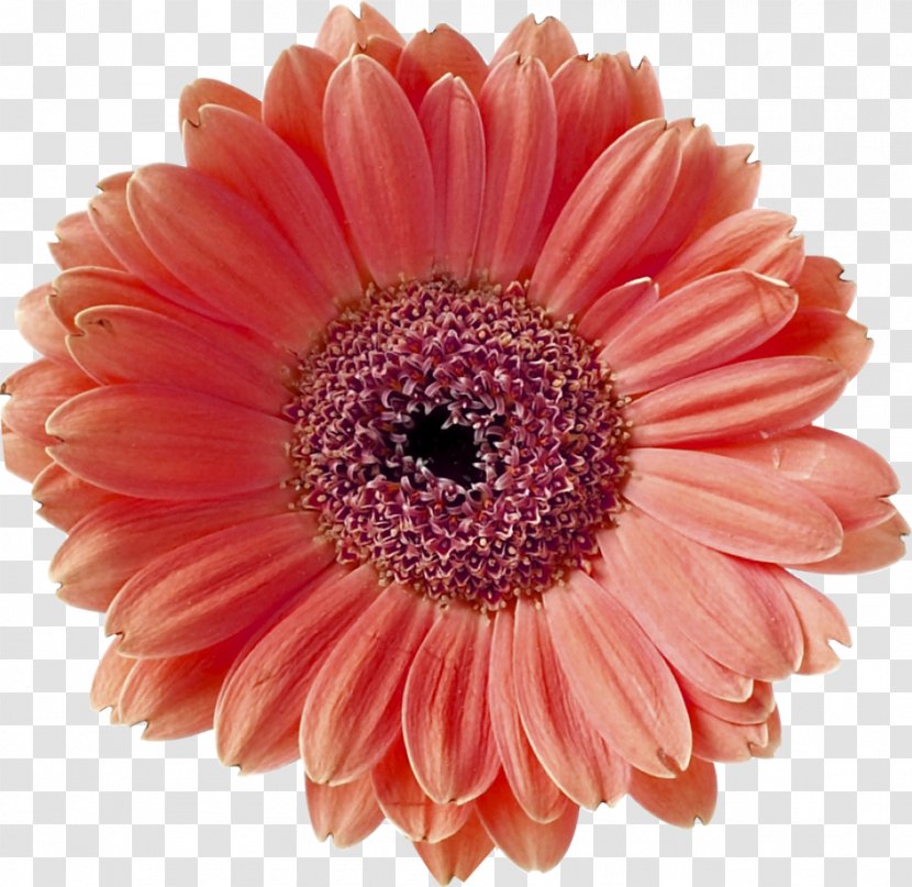 Barberton Daisy Coral Flower Stock Photography - Cut Flowers Transparent PNG