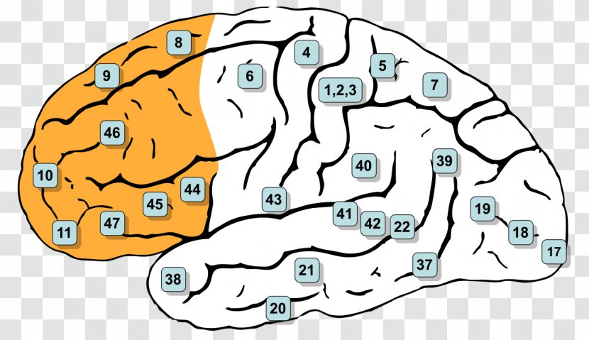 Brodmann Area 8 Prefrontal Cortex Cerebral Frontal Lobe - Tree - Brain Transparent PNG