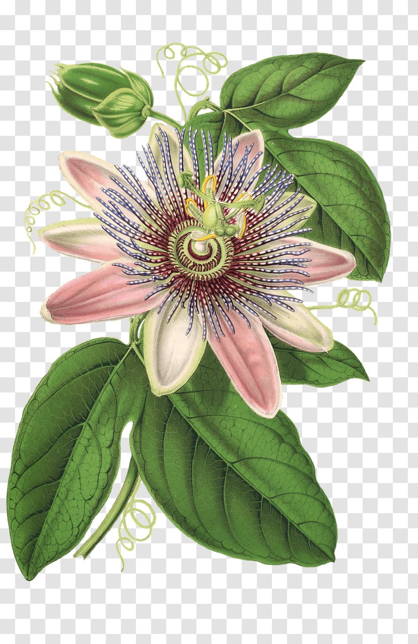 Botanical Illustration Botany Flower - Passion Fruit Transparent PNG
