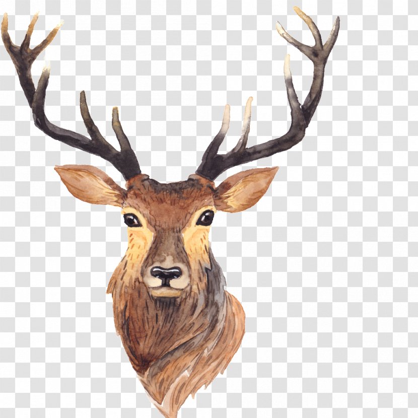 Red Deer Moose Antler Painting - Trophy Hunting - Antlers Transparent PNG