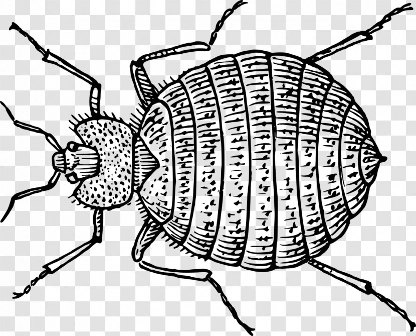 Book Drawing - Insect - Jewel Bugs Coloring Transparent PNG