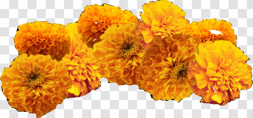 Mexican Marigold Day Of The Dead Clip Art Image Ofrenda - Chrysanths - Avenge Background Transparent PNG