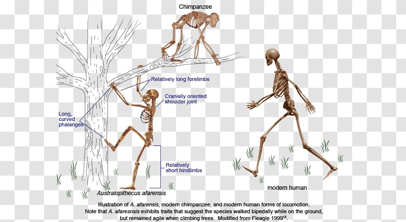 Chimpanzee Neanderthal Primate Bipedalism Human Evolution - Silhouette - Structural Combination Transparent PNG