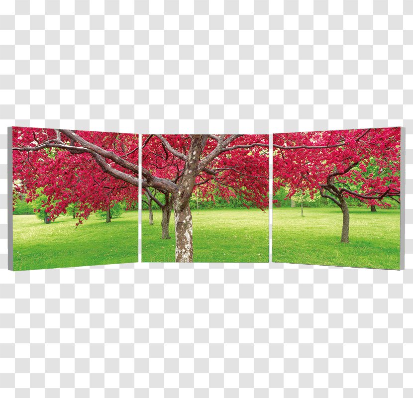 Art Photography Triptych Painting Canvas - Rectangle - Cherry Blossoms Transparent PNG