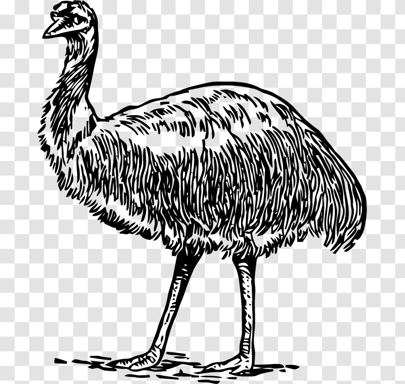 Common Ostrich Emu Galliformes Bird Beak - Fauna Transparent PNG