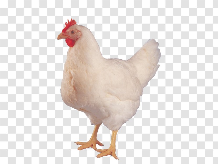 Chicken Or The Egg Hen Aviculture - Meat Transparent PNG