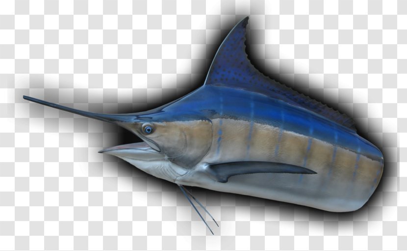 Swordfish Tiger Shark Requiem Sharks - Fish Transparent PNG