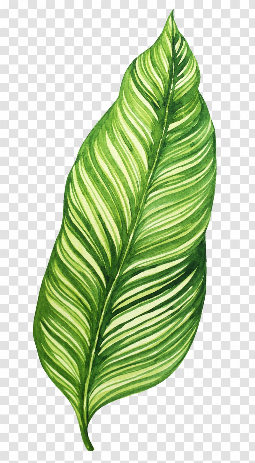 Banana Leaf Food Salsa - Watercolor Painting - Summer Leaves Transparent PNG