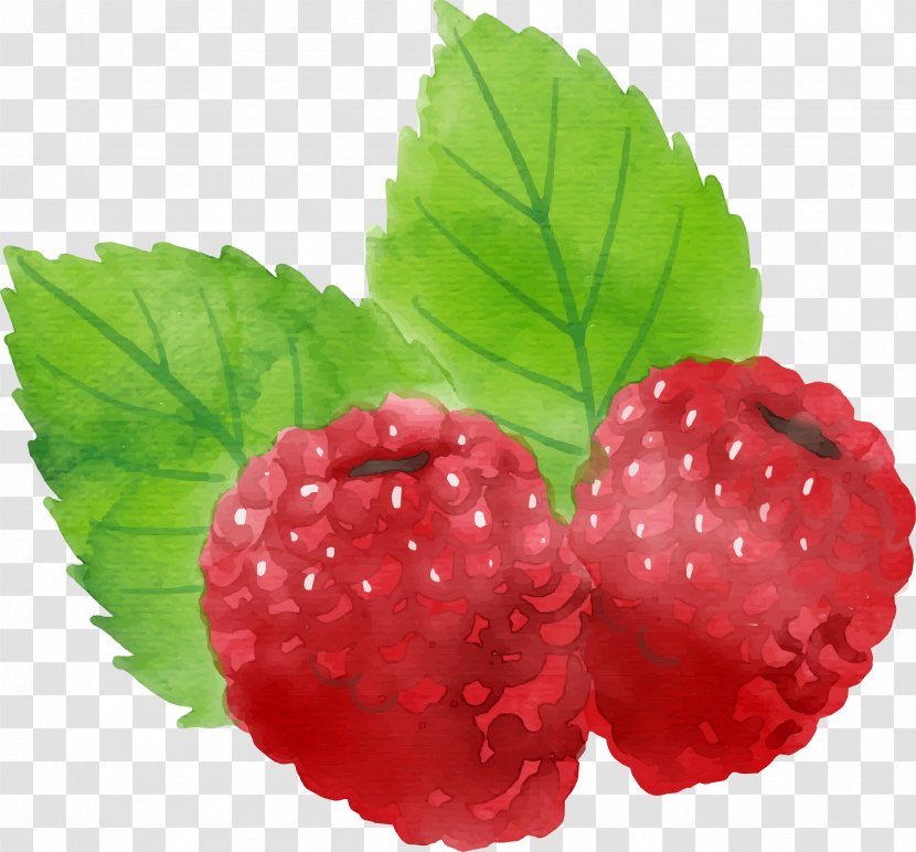 Euclidean Vector Download Icon - Boysenberry - Hand Painted Red Raspberry Transparent PNG