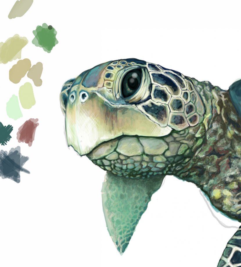 Green Sea Turtle Drawing - Pencil Transparent PNG