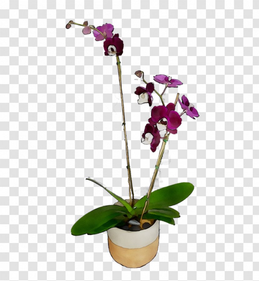 Moth Orchids Cut Flowers Cattleya Plant Stem Transparent PNG