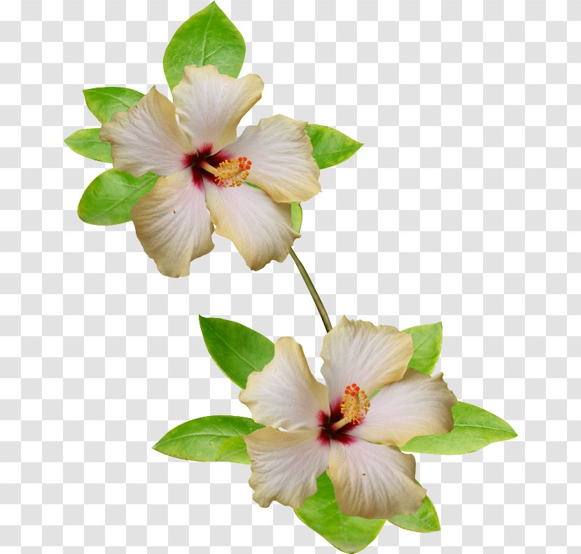 Rosemallows Flower Yellow White Petal - September Transparent PNG