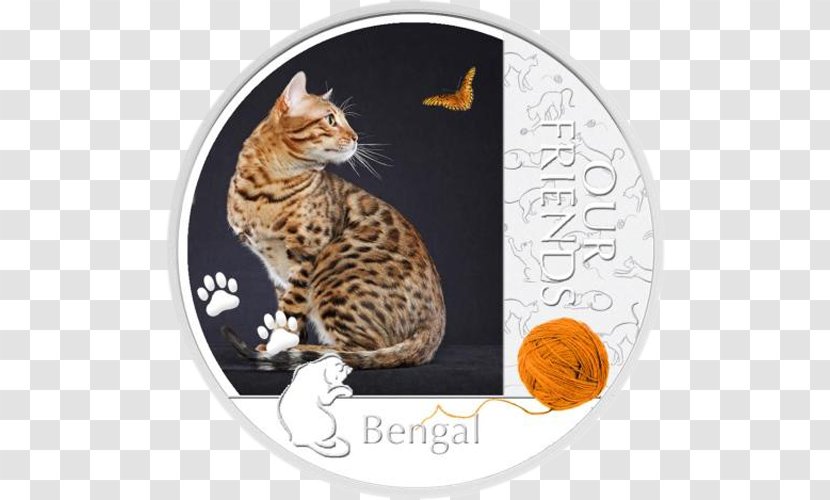 Bengal Cat British Shorthair Kitten Kurilian Bobtail Silver Coin - Feral Transparent PNG