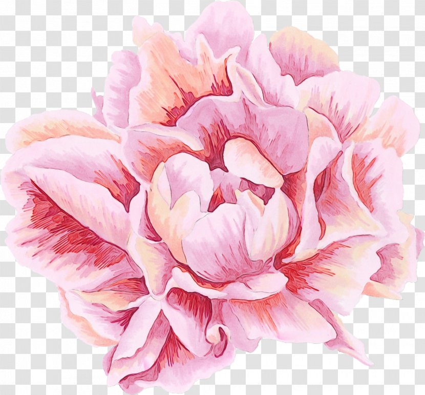 Petal Pink Flower Plant Common Peony - Chinese Transparent PNG