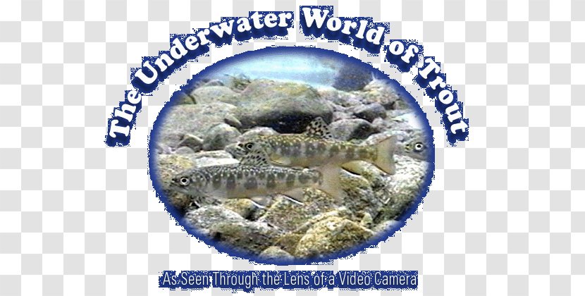 Fauna Organism - Underwater World Transparent PNG