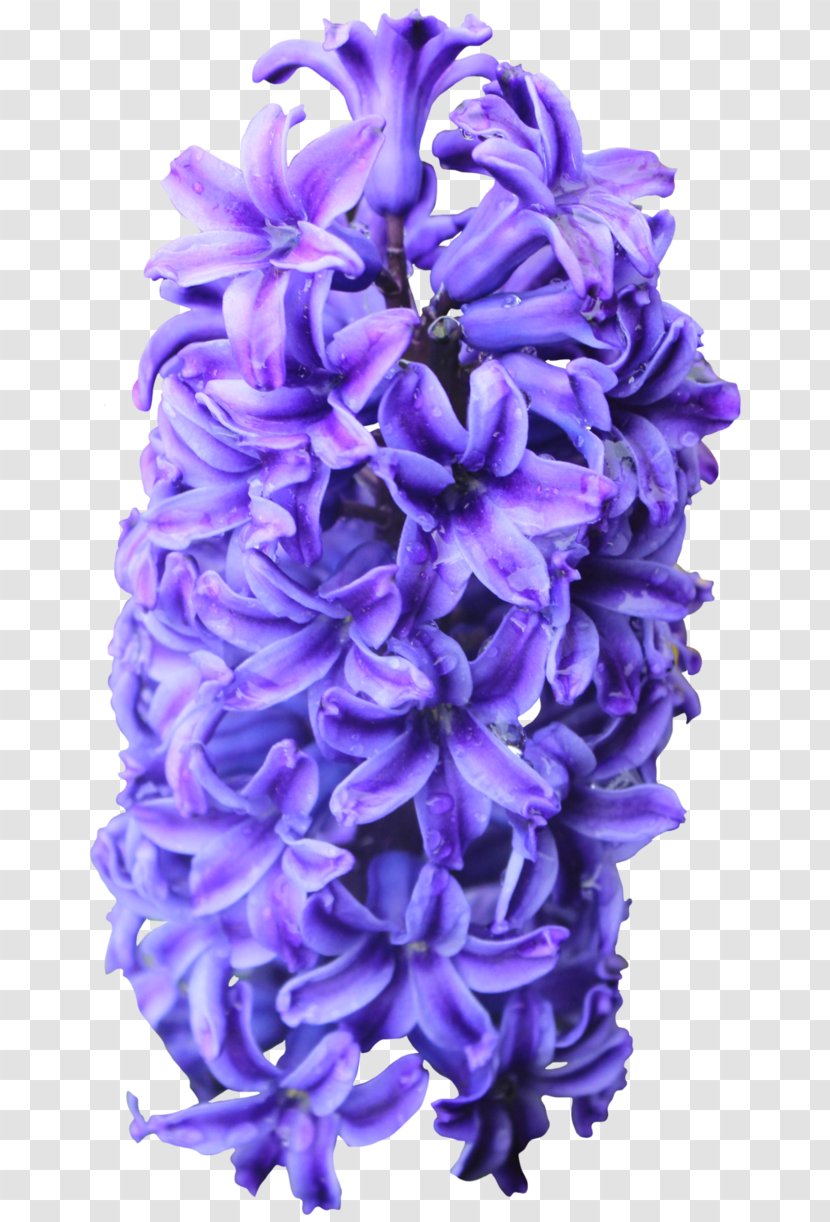 Hyacinthus Orientalis Flower Information Clip Art - Armature - Purple Flowers Transparent PNG