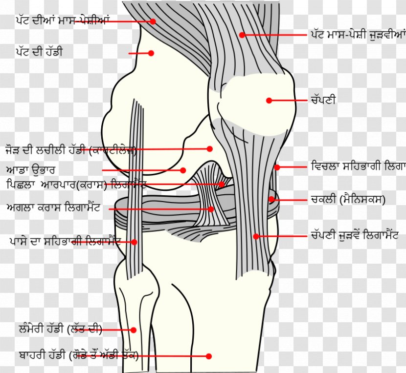 Knee Medial Collateral Ligament Anterior Cruciate Posterior - Tree Transparent PNG