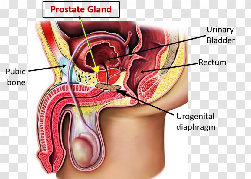 Human Anatomy Prostate Body Prostatic Urethra - Watercolor - Lycopene Lowers Risk Of Transparent PNG