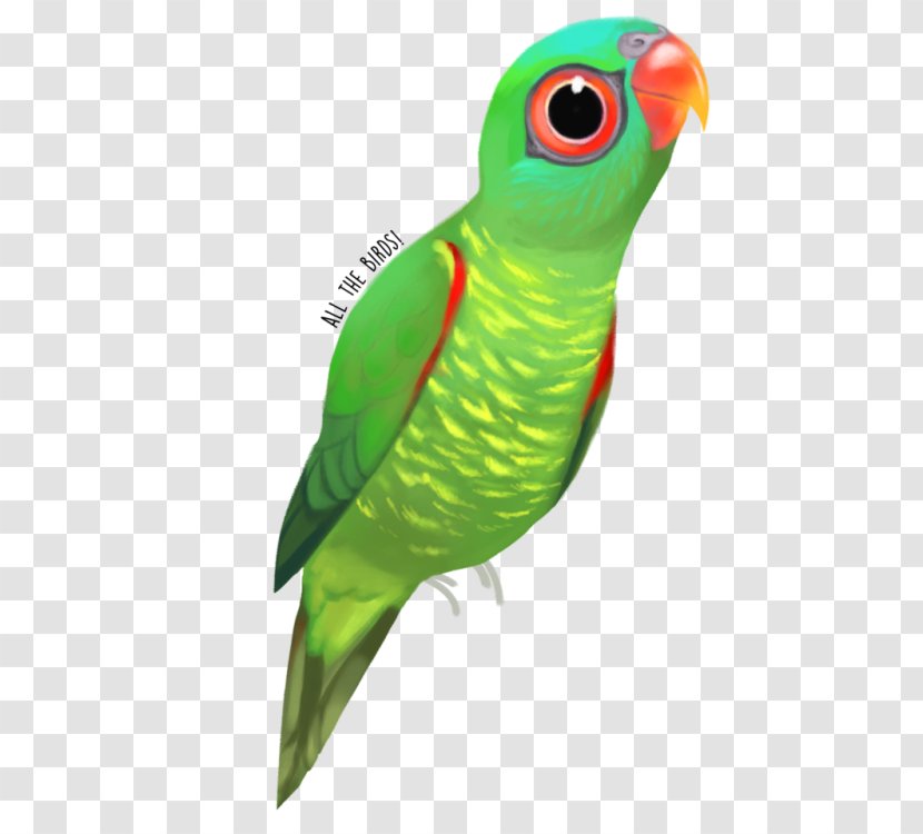 Macaw Parakeet Feather Beak Wing - Parrot - Lories And Lorikeets Transparent PNG