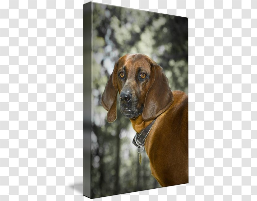redbone coonhound treeing