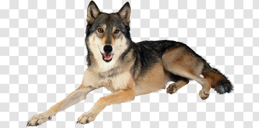 Siberian Husky Seppala Sleddog Utonagan - Wolfdog - Kurt Loder Transparent PNG