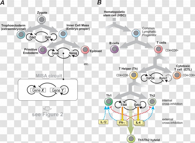 Cell Fate Determination Developmental Biology Lineage - Brand - Swachh Bharat Abhiyan Transparent PNG